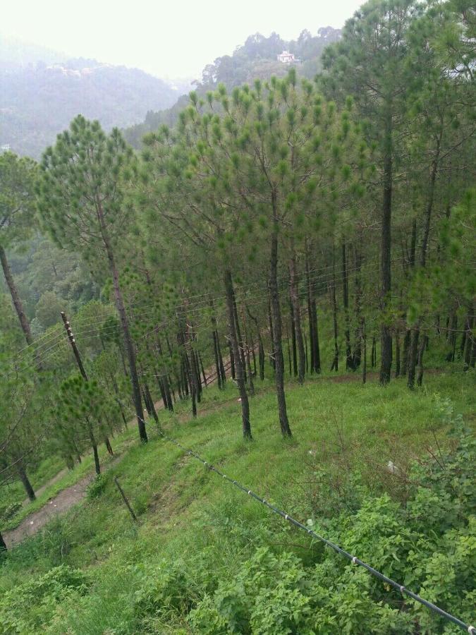 Pine Villa Kasauli Exterior foto